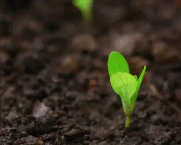 7 Ways Grow Lights Boost Indoor Plants