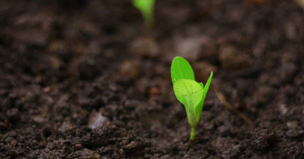 grow lights for plants