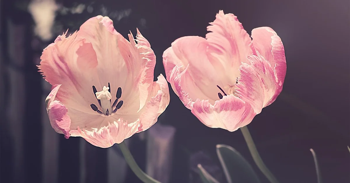 mid-atlantic spring garden