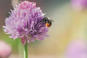 Secrets to Growing Amazing Chives Now