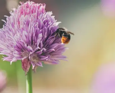 Secrets to Growing Amazing Chives Now