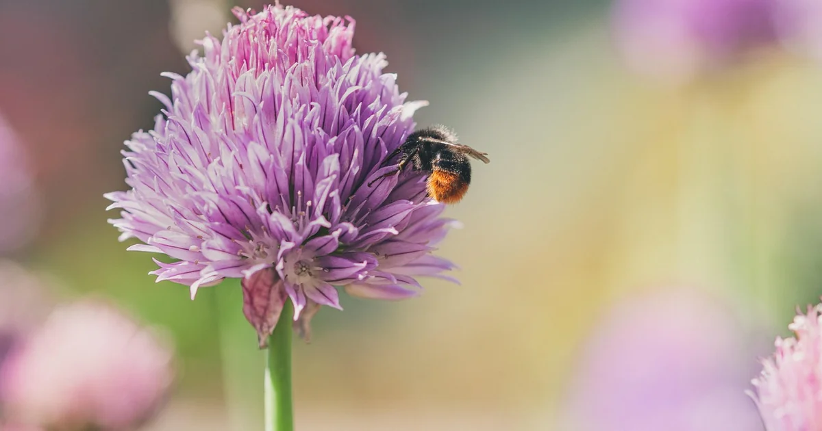 growing amazing chives