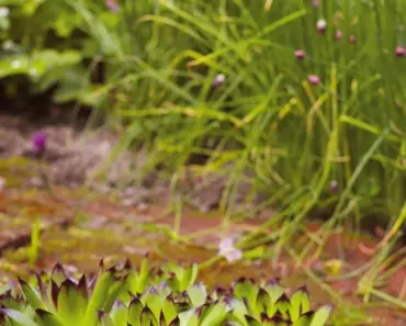 7 Secrets to Growing Delicious Chives