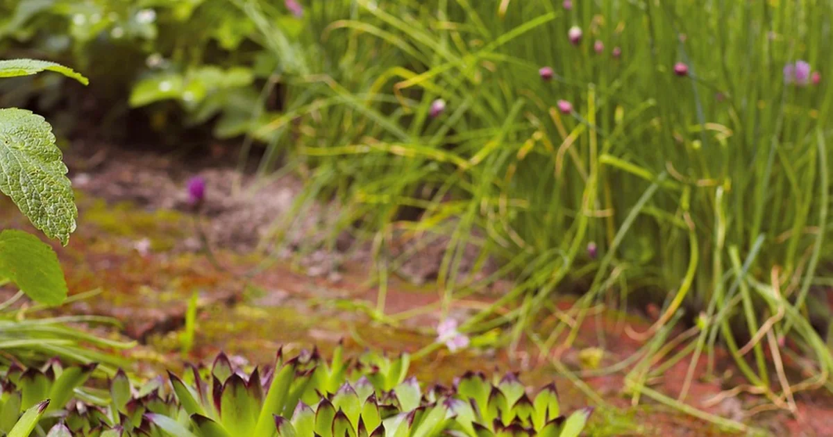 growing delicious chives