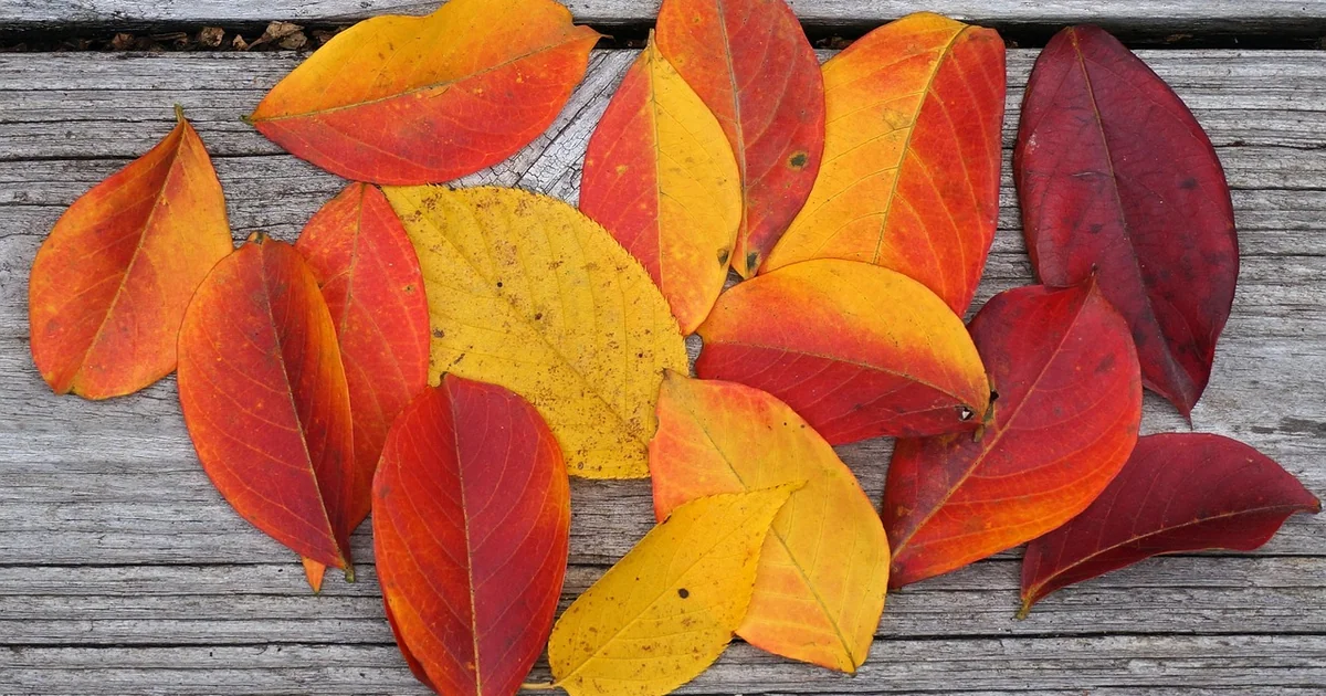 color planting palettes