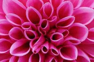 7 Simple Steps to Stunning Spring Dahlias