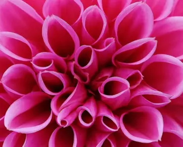 7 Simple Steps to Stunning Spring Dahlias