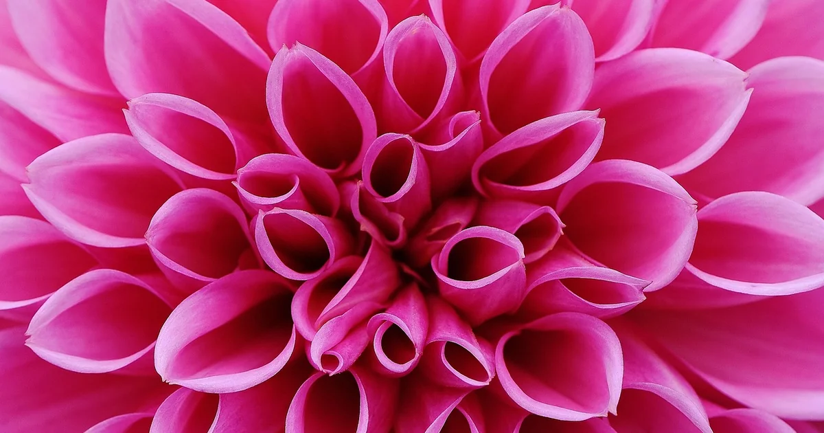 spring dahlia care