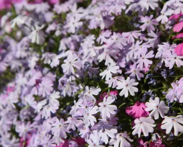 13 Reasons You Need Lidl’s Planter Box