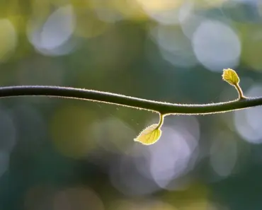 5 Show-Stopping Summer Bulbs That Thrive on Neglect