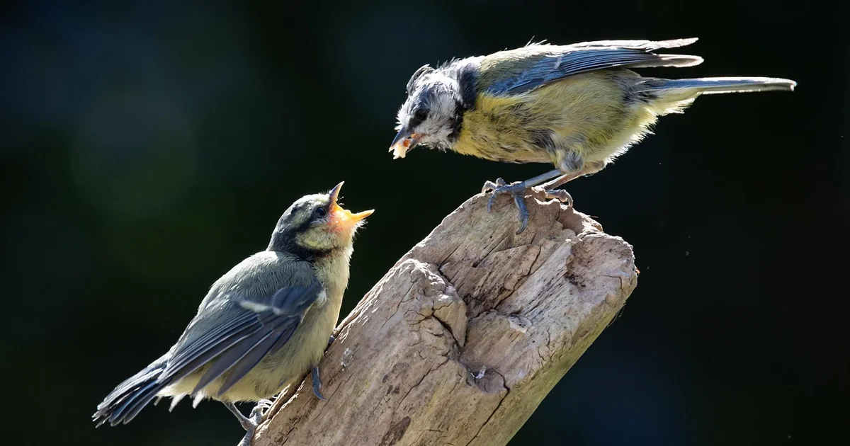 chick heels with jeans