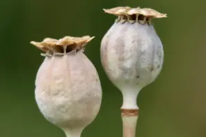 7 Steps: Get Your Garden Growing Now