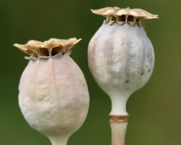 7 Steps: Get Your Garden Growing Now