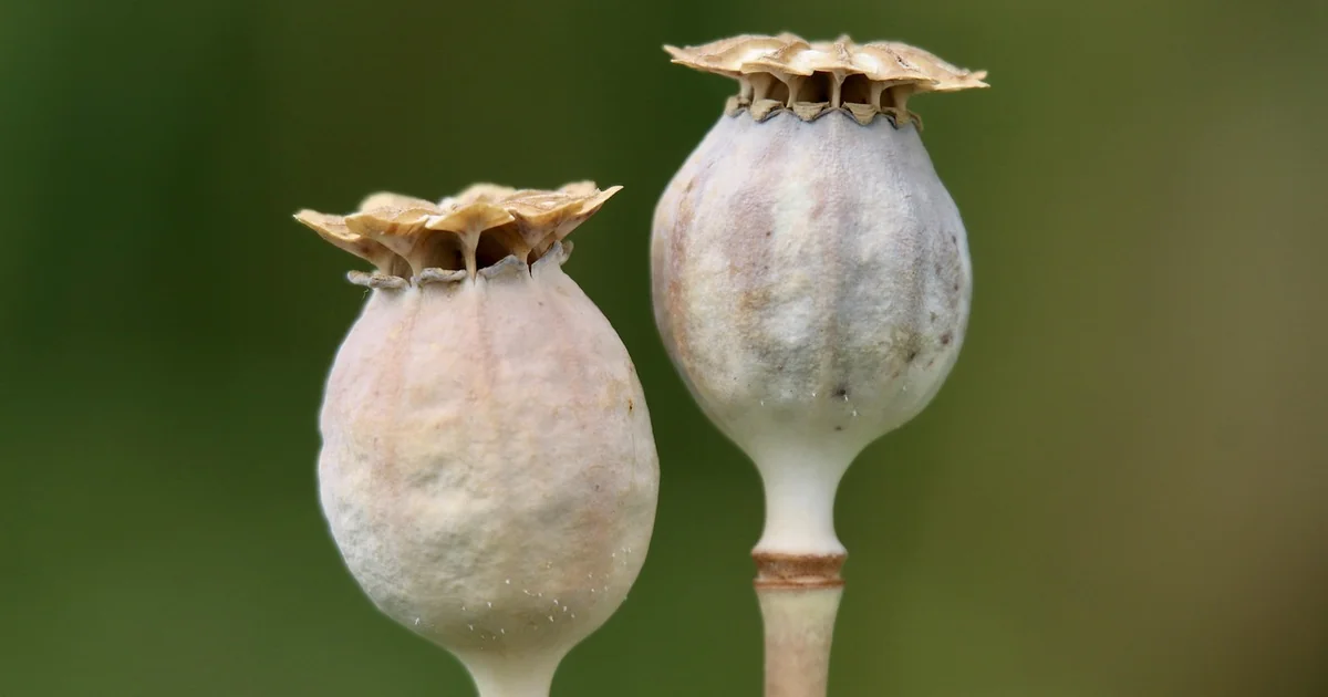 seed starting methods