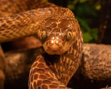 7 Best Snake Plant Soil Mixes for Growth