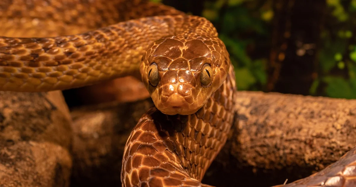snake plant soil mix