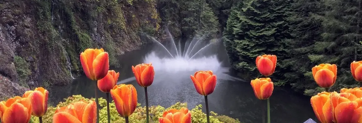 7 Cherry Moments at Butchart Gardens’ Spring Prelude