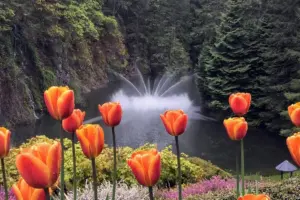 7 Cherry Moments at Butchart Gardens’ Spring Prelude