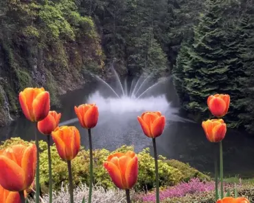 7 Cherry Moments at Butchart Gardens’ Spring Prelude
