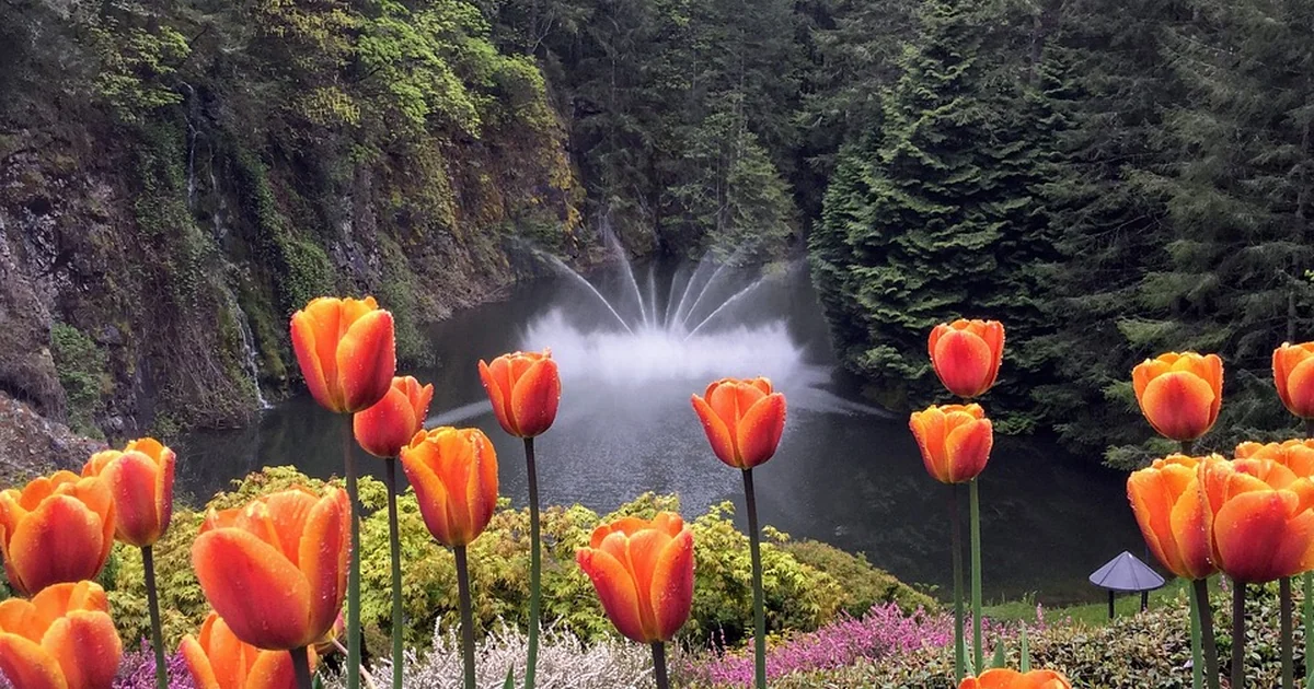 butchart gardens spring prelude