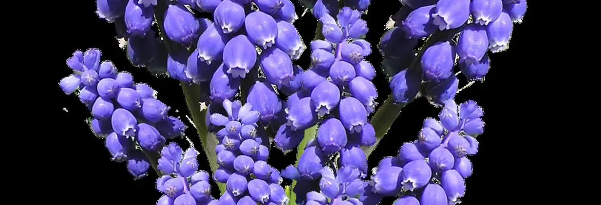 7 Secrets to Make Cut Hyacinths Last Longer