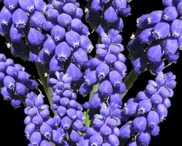 7 Secrets to Make Cut Hyacinths Last Longer