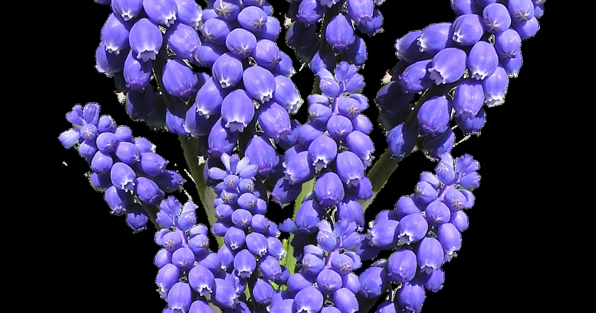 cut hyacinth care