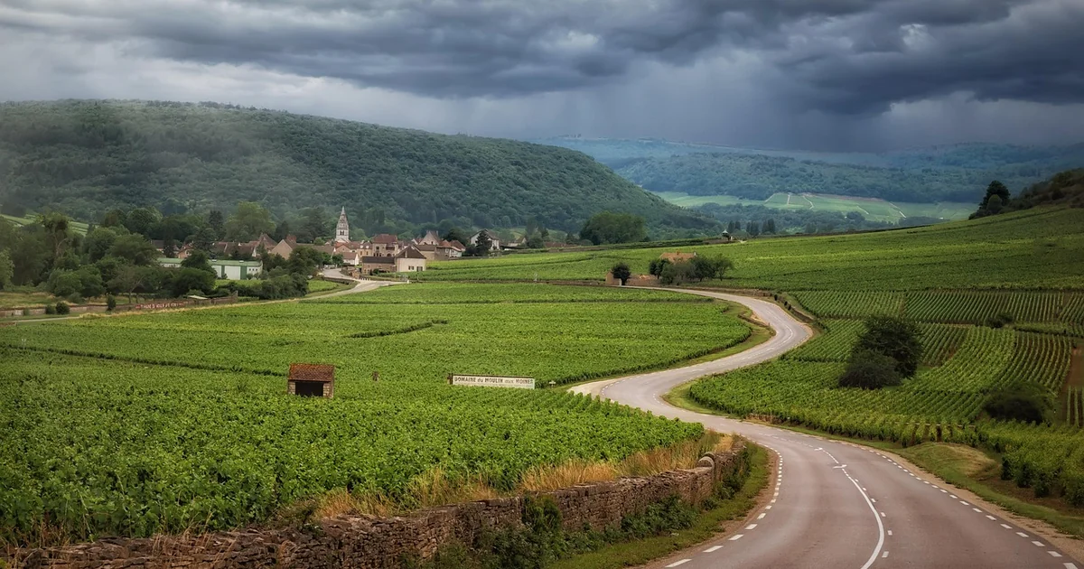 sheer burgundy tights