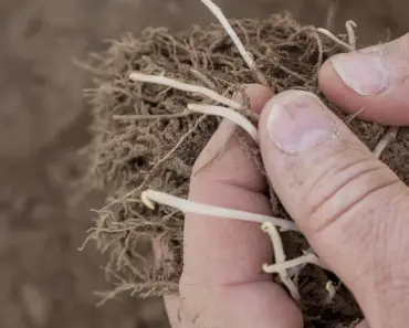 7 Ways to Grow Potatoes: A Complete Care Guide
