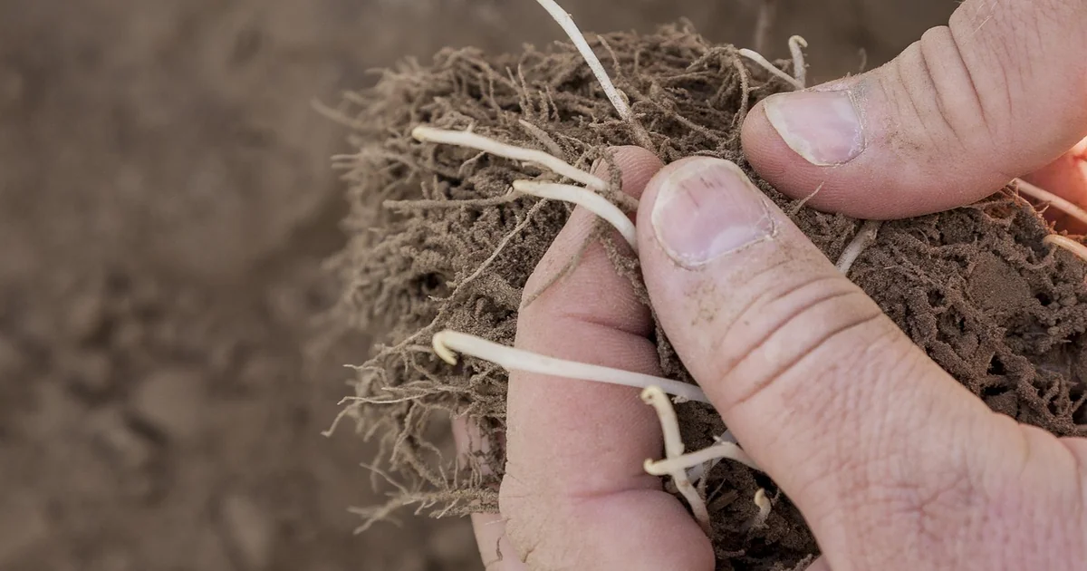 how to grow potatoes