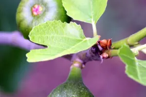 3 Spring Fig Tree Care Tasks for April