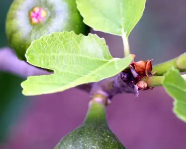 3 Spring Fig Tree Care Tasks for April