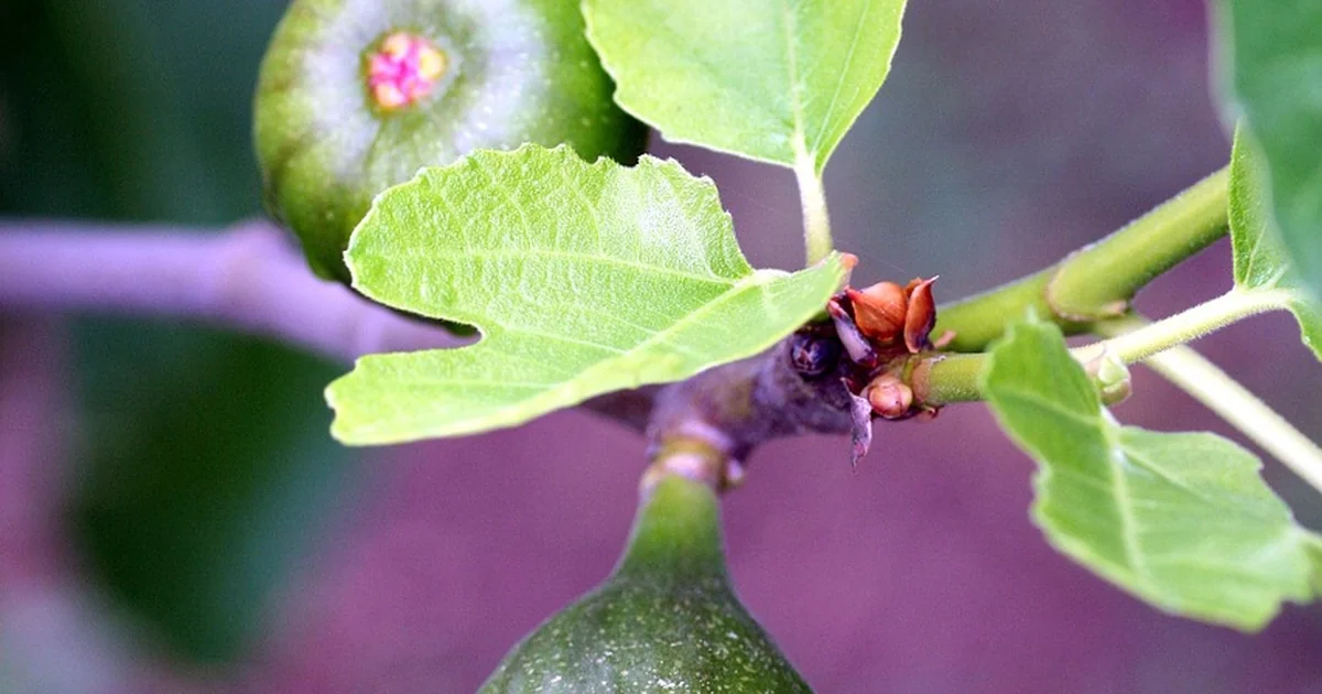 spring fig tree care
