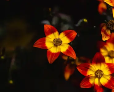 7 Trailing Plants to Cascade in Your Basket