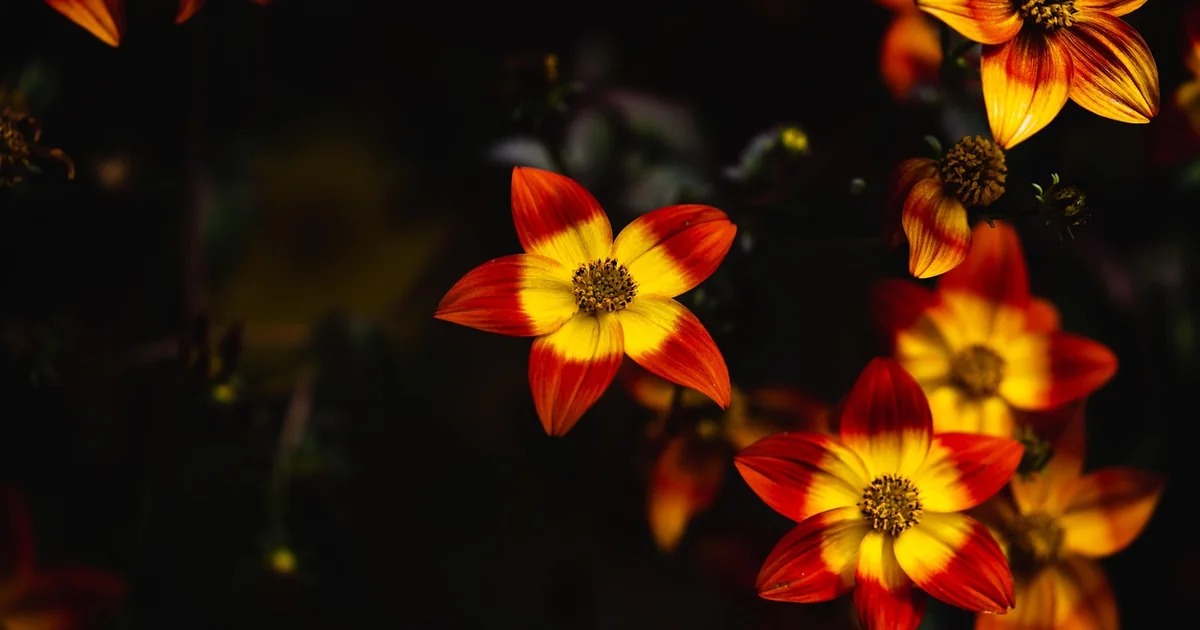 trailing plants hanging basket