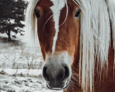 7 Ways Dakota Johnson’s Micro Fringe Rules Spring