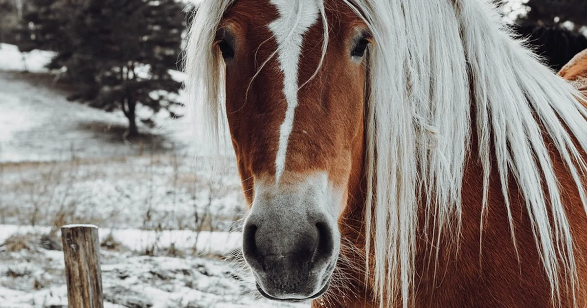 micro fringe styling