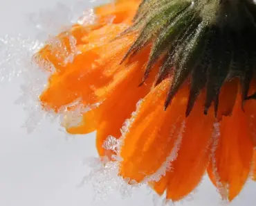 7 Ways to Direct Sow Marigolds for a Burst of Color