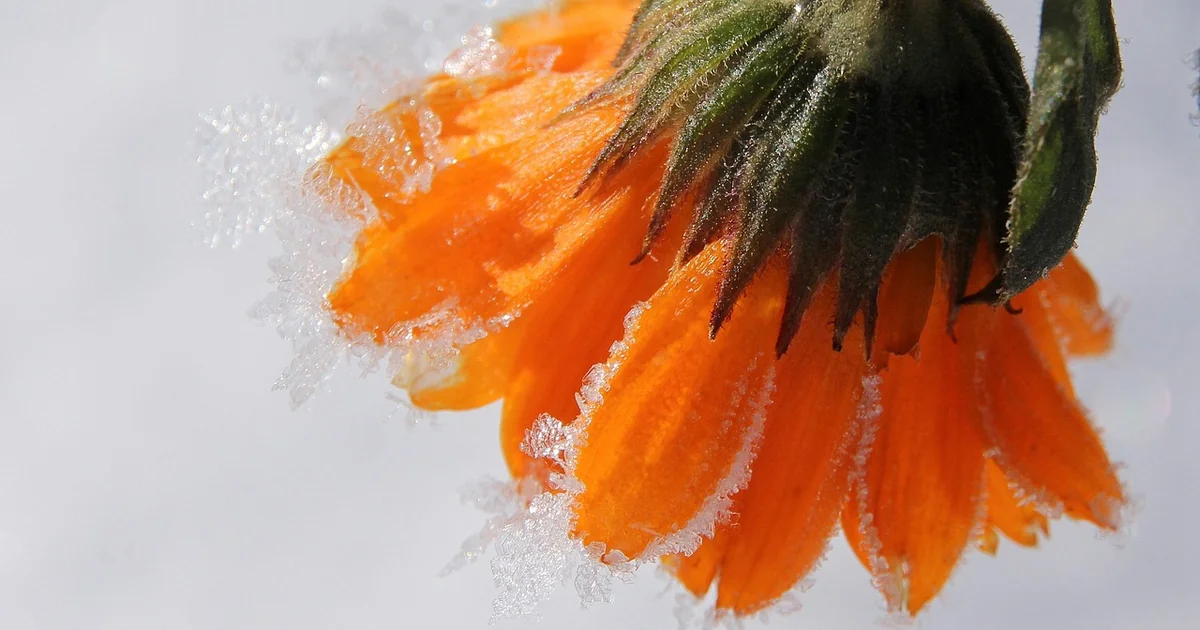 direct sow marigolds