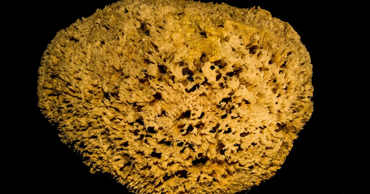 sea sponges harvesting