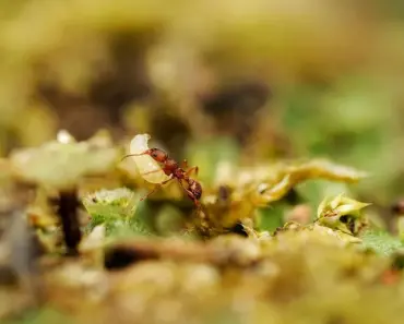 7 Plants That Keep Ants Off Your Patio