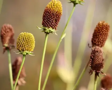 7 Ways to Grow Bold Cheyenne Spirit Coneflowers