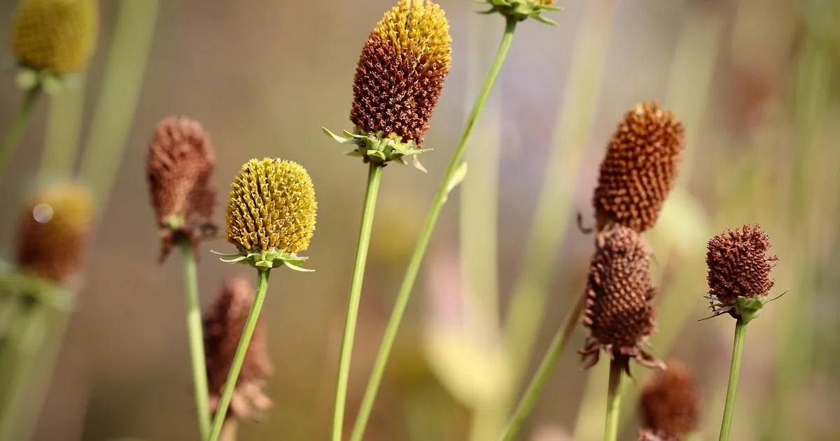grow bold coneflowers