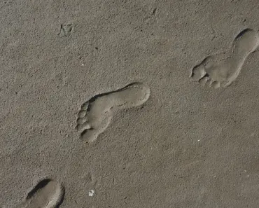 5 Sense-Soothing Garden Plants: Almost Therapy