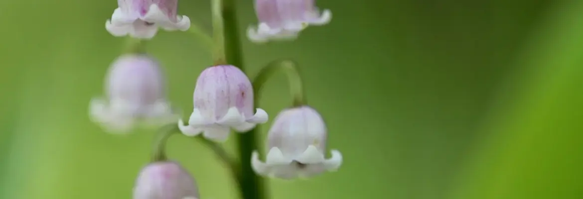 7 Roses to Plant Now, Matching Your Perfume