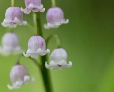 7 Roses to Plant Now, Matching Your Perfume