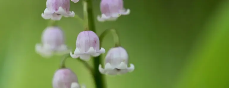 7 Roses to Plant Now, Matching Your Perfume