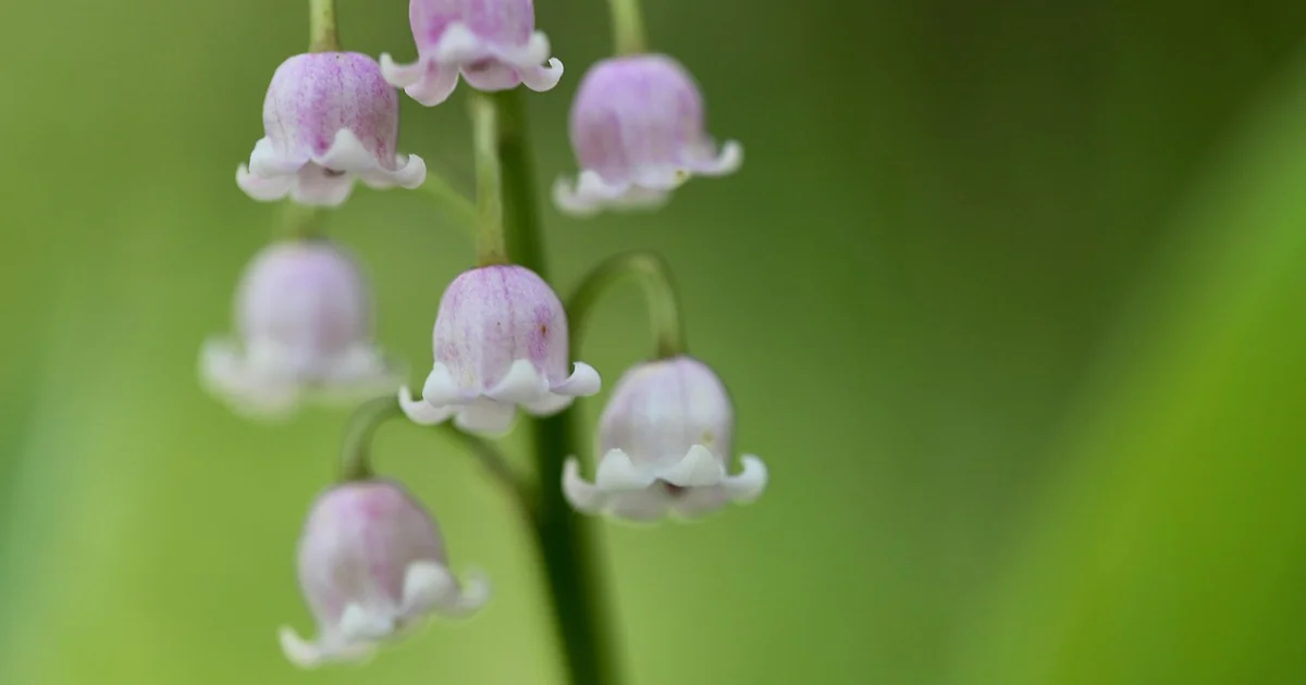 fragrant rose varieties