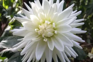 7 Expert Spring Garden Layouts PNW