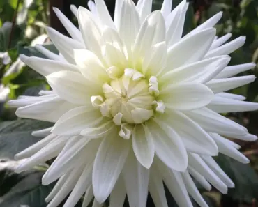 7 Expert Spring Garden Layouts PNW